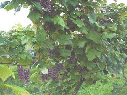 Grapes (format change to JPEG High Quality)